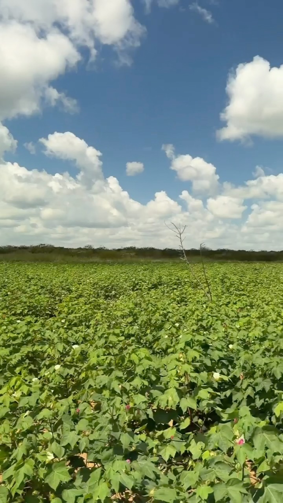 João Câmara fortalece agricultura familiar com produção de algodão agroecológico
